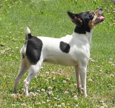 Toy Fox Terrier female