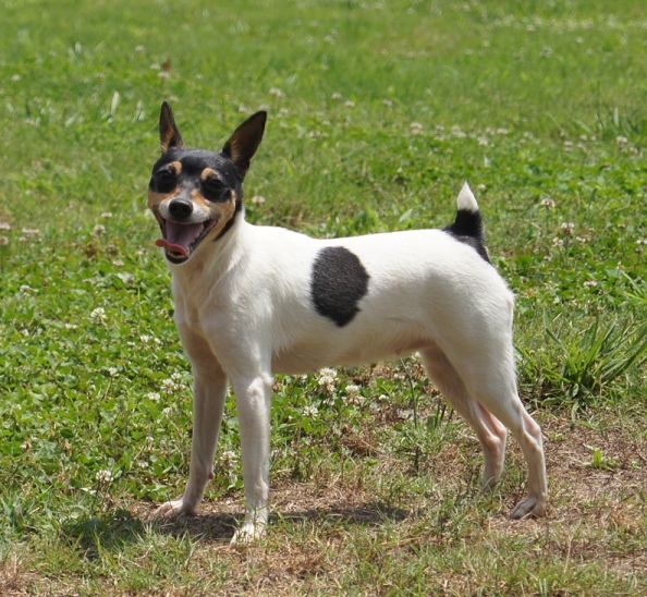 Toy Fox Terrier female