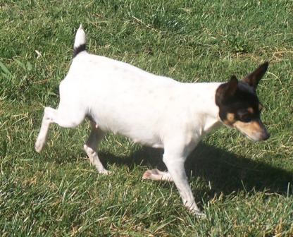 CH GETTA BLAZE O'BJ, WONDERFUL TOY FOX TERRIER!