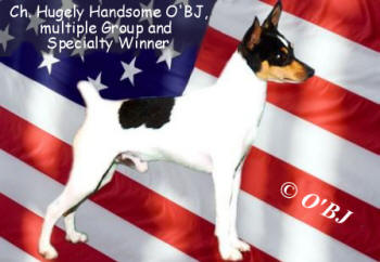 Toy Fox Terrier Ch. Hugely Handsome O'BJ