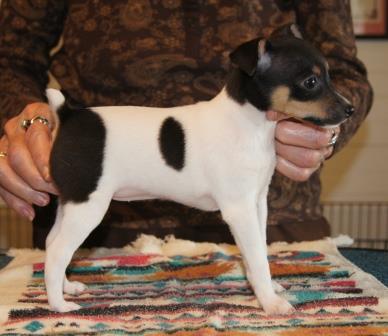 Toy Fox Terrier female