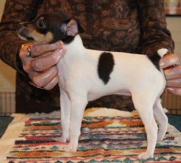 Toy Fox Terrier female