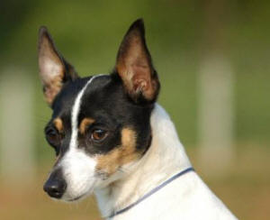 CH. GETTA GARBO O'BJ, YOUNGEST TOY FOX TERRIER CHAMPION