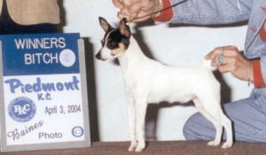 CH. GARBO WINNING ONE OF HER BIG MAJORS AS A 6 MONTHS OLD PUPPY