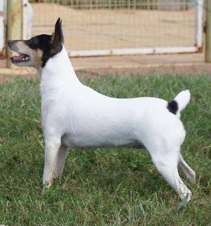 Glimmer To Go, a top Toy Fox Terrier dam