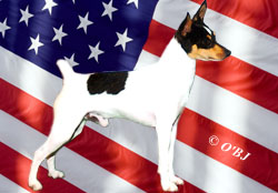 Toy Fox Terriers are All American!