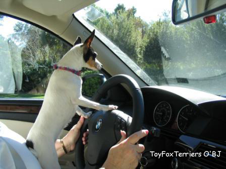 Jazzie Ritchie is a Toy Fox Terrier that can steer you to the right information!