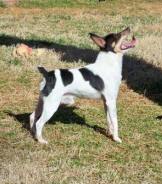 Toy Fox Terrier male - Johnny at just over 5 pounds.