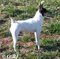 Toy Fox Terrier male, Lucky Dog O'BJ