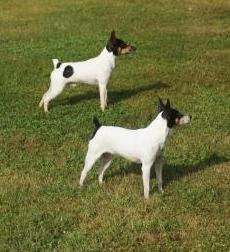 Toy Fox Terriers Lolly and her son Rolex, ideal TFTs