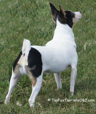 Toy Fox Terriers should be under ten pounds but sturdy