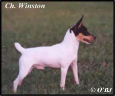 Toy Fox Terrier male Ch. Winston