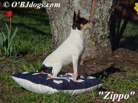 "Zippo" one of our foundation Toy Fox Terrier females.